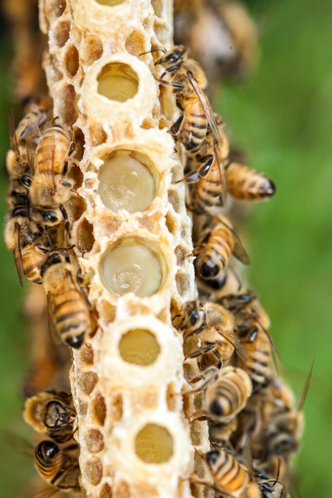 bee, insects, macro, royal jelly, honeycomb, honey, swarm of bees, wing, stripe, hive, brood, hymenoptera, entomology, beekeeping, close up, royal jelly, royal jelly, royal jelly, royal jelly, royal jelly