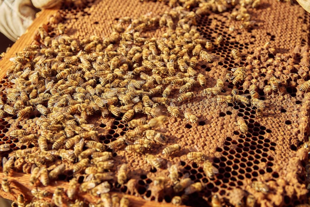 Detailed close-up of honeybees on a beehive, showcasing natural honeycomb structure.
