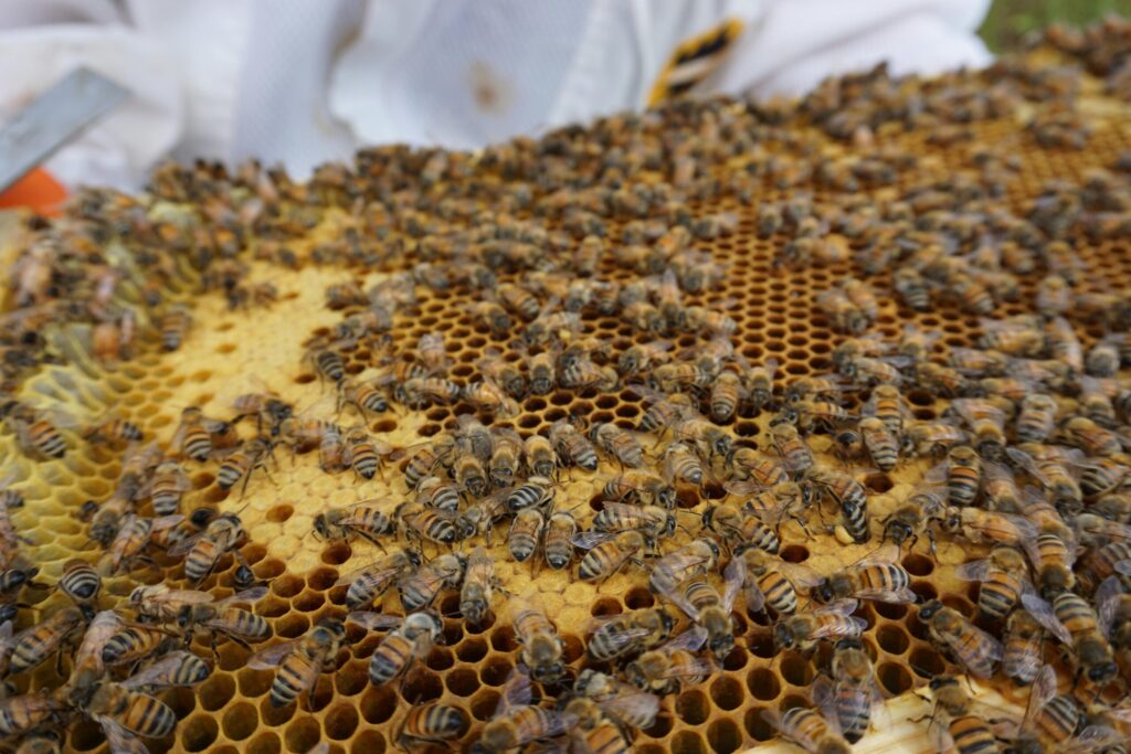 Detailed view of honeybees working on a honeycomb during a beekeeping session.